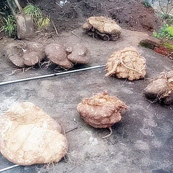 贵州特产雪胆500g苦金盆 新鲜中草药材曲莲罗锅底蛇莲金龟莲 新鲜野生