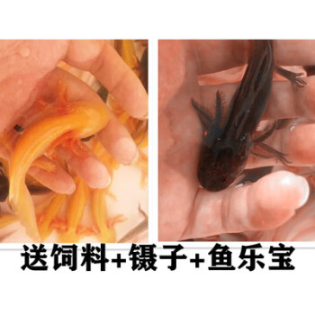 蠑螈幼體六角恐龍魚寵物觀賞魚活體小火龍魚好養不打氧冷水四腳魚 7