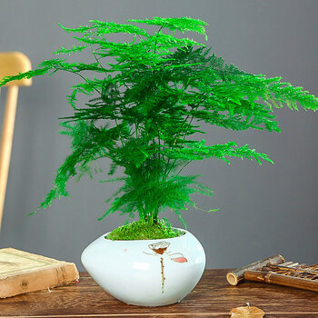 文竹盆栽盆景植物室内客厅花卉办公室桌面小绿植水培d8 饱满文竹 荷叶