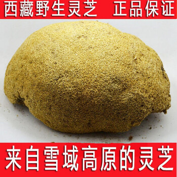 雪灵芝西藏特产雪域高原无硫雪灵芝草灵芝500克