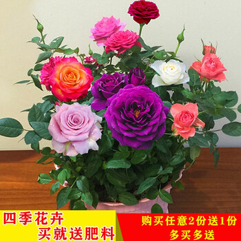 花无痕玫瑰花苗当年开花钻石玫瑰盆栽绿植盆栽室内外花卉观花植物庭院阳台盆栽a玫瑰花苗3棵 颜色随机 图片价格品牌报价 京东 花无痕玫瑰花苗当年开花钻石玫瑰盆栽绿植盆栽室内外花卉观花植物庭院阳台盆栽a玫瑰花苗3棵 颜色随机 图片价格品牌报价 京东