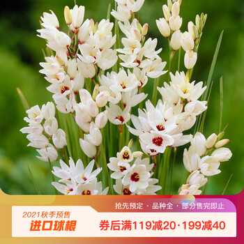 【虹越】2021新品 玉米百合5球装 多年生种球预售 秋植开花球根花卉