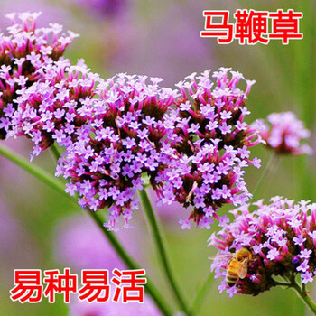 千特柳叶马鞭草种子多年生宿根草花种子景观绿化花海婚纱摄影观花种子柳叶马鞭草1000粒 图片价格品牌报价 京东