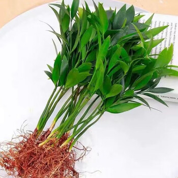 姒桀驱蚊竹柏水培植物水培盆栽绿植防蚊办公桌四级常青绿色驱蚊新宠