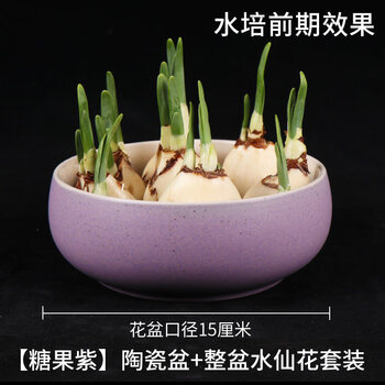 惜林园正宗漳州水仙花种球水培植物水养花卉冬季室内盆栽球根 糖果紫 陶瓷盆 爆盆水仙 图片价格品牌报价 京东