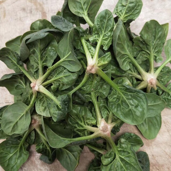 晨臻  现挖农村露天霜冻打菠菜趴地菠菜矮脚土菠菜新鲜红根菠菜 1500g