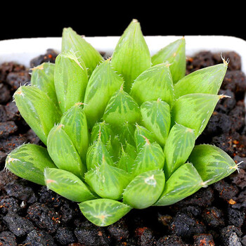 多肉植物新款玉露姬寿多肉大窗萌肉肉室内hp润景三角琉璃玉露35cm不含