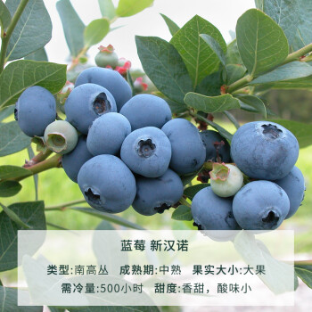 蓝莓苗果树盆栽室内种植食用四季种植蓝莓树苗盆栽 蓝莓新汉诺1加仑