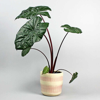 【快递原因不上架了】2021高端观叶新品 海芋盆栽苗 阳台窗台室内ins