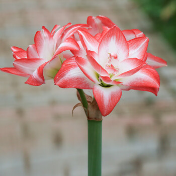 7月新货 圣茵朱顶红种球花孔雀进口球根花卉开花球 36 38cm 图片价格品牌报价 京东 7月新货 圣茵朱顶红种球花孔雀进口球根花卉开花球 36 38cm 图片价格品牌报价 京东