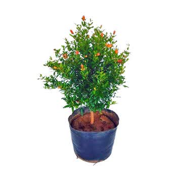 石榴花盆栽盆景果树苗室内四季开花带果植物室外庭院阳台绿植花卉 5年