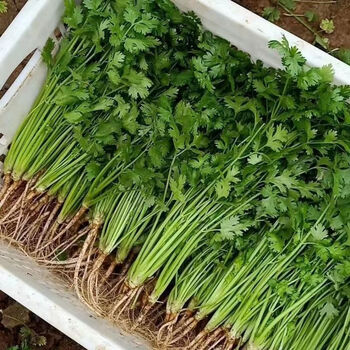 山东香菜应季新鲜时令蔬菜芫荽调味菜农家自种批发现挖净重 香菜