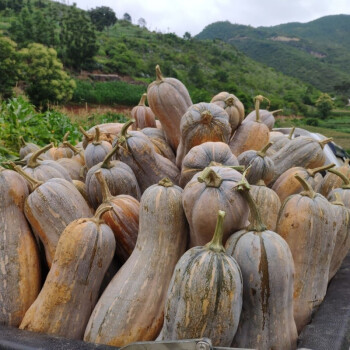 老農夫雲南老南瓜甜糯黃南瓜農家種植長南瓜寶寶輔食非貝貝小南瓜34斤