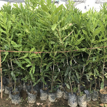 七抒坚果苗树苗嫁接苗 澳洲坚果苗夏威夷果苗南方水果树苗广西发货 坚