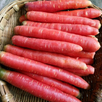 春光岛四川沙地红皮红心新鲜红萝卜沙地脆甜胡萝卜水果胡萝卜 净重8斤