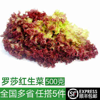绿食者 新鲜红叶生菜500g 罗莎红紫叶生菜 健康轻食沙拉蔬菜西餐食材
