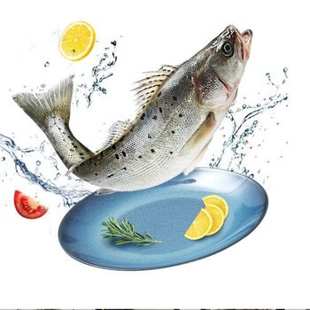 西玛仕鲈鱼鲜活海鱼新鲜水产海鲜深海七星海鲈鱼深海花鲈鱼超大冰冻