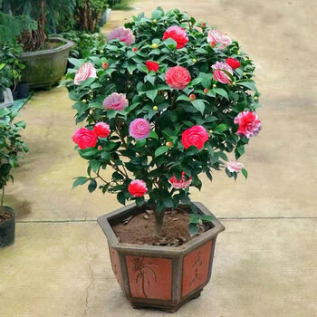 【艺佰万美人西施4年苗】艺佰万(yibaiwan)茶花苗山茶花树苗五色赤丹