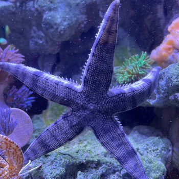 海星活体 翻砂海星灰海星海星活宠物活体野生海水鱼缸海洋生物观赏