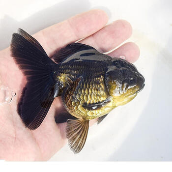 黑泰狮金鱼百褶泰狮f1巨人泰狮进口原装泰狮鱼苗观赏鱼冷水鱼易养 10