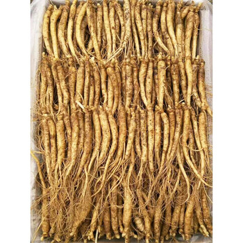 草参吉林人参鲜人参小人参小鲜参园参东北长白山土煲汤泡酒水人参 百