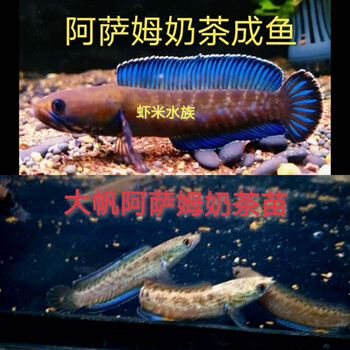 不二臣阿萨姆雷龙鱼蓝宝石奶茶七彩雷龙巴卡幼苗子冷水观赏鱼活体中小型阿萨姆奶茶4 5厘米4条 易养 饲料 图片价格品牌报价 京东