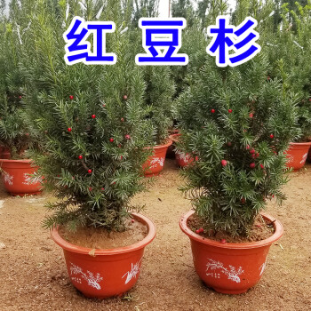红豆杉盆栽盆景植物室内树苗公母中草药红豆杉树苗红豆杉树植物 高70