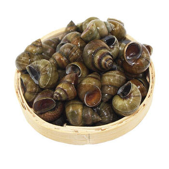 荣郁田螺鲜活种苗野生现捞清水螺蛳嗦螺螺丝螺蛳活体批发 三斤重中号