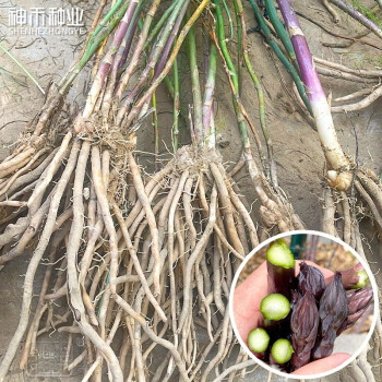 神禾 紫芦笋种子根苗种苗四季紫色绿色种根盆栽多年生春季蔬菜 紫芦笋根两年根 6棵