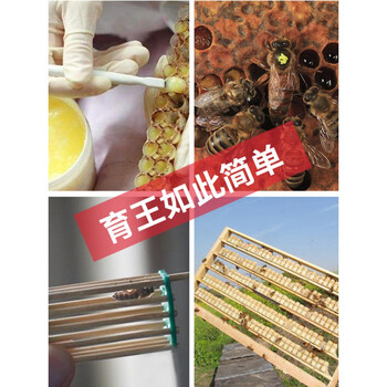 蜜蜂育王全套工具中蜂人工养蜂取浆框育王棒移虫针王台保护罩