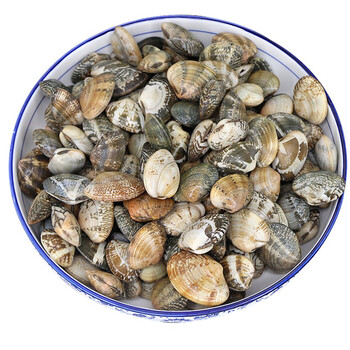 蚬子 花蛤 花甲 烧烤 贝类生鲜 烧烤食材 1000g 烟台鲜活花蛤发货