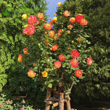 樹狀月季花 樹形月季大花月季品種 室內陽臺庭院別墅點綴花卉當年多季