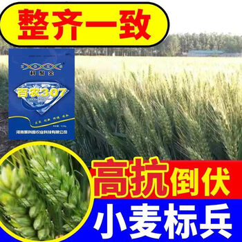 细辛农科院育种小麦种子稳产小麦矮杆抗倒大穗耐寒抗病百农307 25市斤