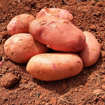 云南红皮黄心土豆新鲜老品种洋芋现挖大土豆农家马铃薯时令蔬菜 现挖