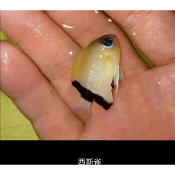 蓝黄金丝红三点白丝绒燕子魔仔雀鲷闯缸鱼观赏鱼运输包活-岚黛 西施雀