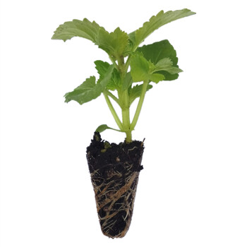 耐热好养夏堇苗夏瑾花苗三色堇夏季花园阳台盆栽爆盆1c 种苗销售不含盆 图片价格品牌报价 京东