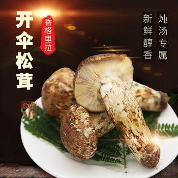 新鲜开伞松茸香格里拉现货实惠松茸炖汤推荐航空冷链48小时速达新鲜