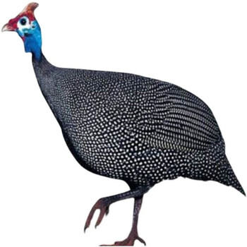 自家散养超大珍珠鸡3斤多即将下蛋的真珠鸡活体到家包活 珍珠鸡1只