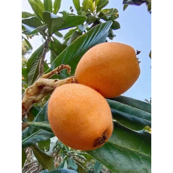 镜花汐【顺丰】广东韶关新鲜米易土枇杷鲜果时令当季水果甜琵琶整箱五