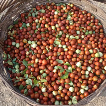 樱鲜 东北朝阳野生酸枣2023年新鲜小酸枣酸甜现摘现发 5斤 8mm