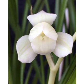 阳台绿植 当年开花浓香云南名品兰花苗花卉 莲瓣兰凤荷2苗连体 不含