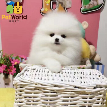 纯种博美犬幼犬哈多利球体白色博美犬长不大的小体茶杯犬黄色俊介犬北京赛级犬舍宠物级 白色公 图片价格品牌报价 京东