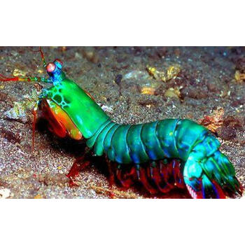 雀尾螳螂虾七彩海水鱼缸观赏彩虹螳螂虾雀尾宠物皮虾软体珊瑚弹弹 雀
