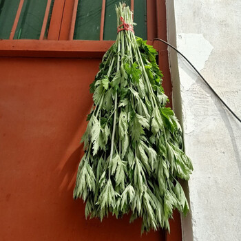新鲜野生整颗艾草艾叶长棵艾叶草端午节挂门上整把全株艾草叶驱蚊50棵