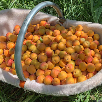 新疆小红杏新鲜水果阿克苏吊杆杏当季伊犁特产甜杏子小白杏大黄杏 带