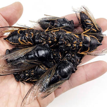 伟博梨园黑知了猴新鲜冷冻黑蝉蜕皮爬叉猴小头肉昆虫食材姐佬龟唐僧肉