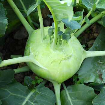 云南现摘新鲜蔬菜苤蓝9农家自种当季叶菜类甘蓝芥兰芥菜头3斤批发