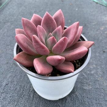 精品桃花源多头多肉植物群生爆盆新手好养 单头8-10cm 裸根不带土