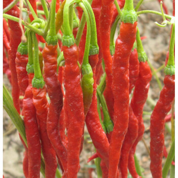 新疆线椒500克 一精选长辣皮子大盘鸡辣子沙湾安集海干红辣椒