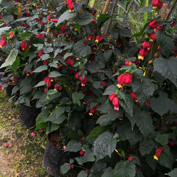 藤本花卉悬风铃花蔓性红灯笼花盆栽藤蔓植物庭院阳台爬藤四季特大苗爆满1 4 1 5米长 图片价格品牌报价 京东